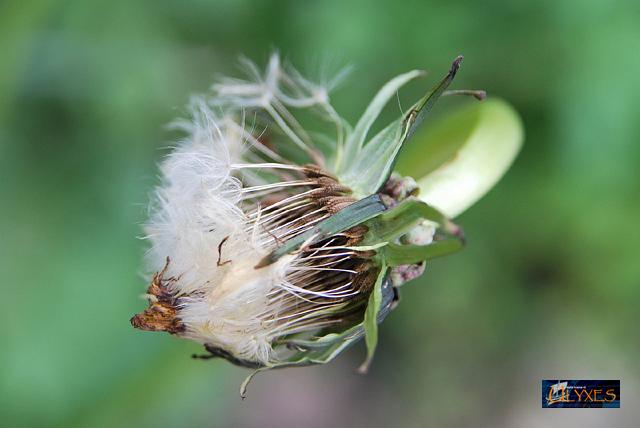 taraxacum officinale.JPG